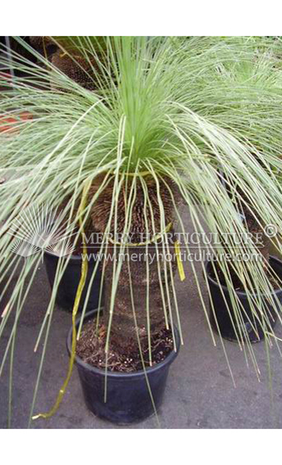 Xanthorrhoea preissii (Black boy)